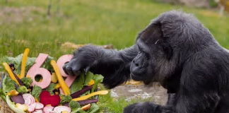 பெர்லின் பூங்காவின் ராணி: உலக சாதனை படைத்த பாட்டி கொரில்லா …