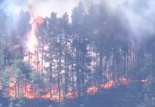 ஜப்பானில் பயங்கர காட்டுத்தீ; பாதுகாப்பு கருதி 2,500 பேர் வெளியேற்றம்