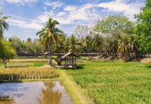 மலேசியாவில் 20,000 ஹெக்டர் அரிசி விளைநிலங்கள் முடக்கம்: இளைஞர்கள் இடம்பெயர்வால் விவசாயம் பாதிப்பு – அமைச்சர் கவலை