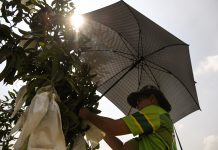 கெடாவில் சுட்டெரிக்கும் வெயில்: கோத்தா ஸ்டாரில் ‘நிலை 2’ வெப்ப அலை எச்சரிக்கை!