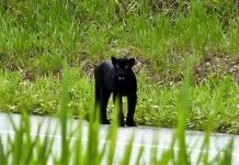 குவா மூசாங்கில் கருஞ்சிறுத்தை நடமாட்டம்: ஆடு மற்றும் பூனைகள் பலியாவதால் மக்கள் பீதி!