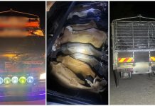 70 ரிங்கிட் கூலிக்காக மாடு கடத்தல்: பாசீர் மாஸில் இருவர் கைது – 1.4 லட்சம் ரிங்கிட் மதிப்பிலான பொருட்கள் பறிமுதல்!