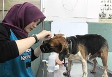 மலேசியாவில் கால்நடை மருத்துவர்கள் பற்றாக்குறை