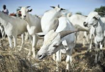 பேராக்கில் முறையான அனுமதியின்றி கொண்டு செல்லப்பட்ட 64 ஆடுகள் பறிமுதல் – 1.1 லட்சம் ரிங்கிட் மதிப்புள்ள சொத்துகள் கைப்பற்றப்பட்டன!