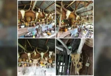 ஐந்து லட்சம் ரிங்கிட்டுக்கும் அதிகமான மதிப்புள்ள வனவிலங்குகளின் பாகங்களை வைத்திருந்ததற்காக முன்னாள் வன அதிகாரி கைது