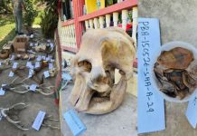 சபாவில் RM5.8 லட்சம் மதிப்புள்ள வனவிலங்கு பாகங்கள் பறிமுதல் – முன்னாள் வனக் காப்பாளர் கைது!