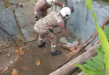 மலாக்கா மோட்டல் அருகே சாக்கடையில் சிக்கிய ஆமையை மீட்ட தீயணைப்பு வீரர்கள்