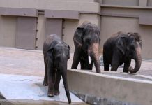 யானைகள் ஜப்பானுக்கு இடமாற்றம்: அரசுப் பணம் தனிநபர்கள் பாக்கெட்டுக்குச் சென்றதாக SPRM-இல் புகார்!