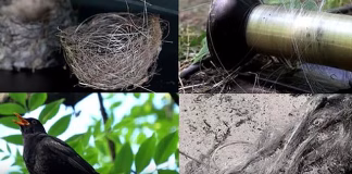 உக்ரைன் போரின் தாக்கம் பறவைகளுக்கும்: பைபர்-ஆப்டிக் கேபிள்களால் கூடுகட்டும் அவலம்