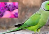 புதிய தொற்று..! இந்தியாவில் ‘கிளி’ வைரஸ் கண்டுபிடிப்பு.!