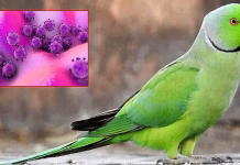 புதிய தொற்று..! இந்தியாவில் ‘கிளி’ வைரஸ் கண்டுபிடிப்பு.!