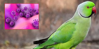 புதிய தொற்று..! இந்தியாவில் ‘கிளி’ வைரஸ் கண்டுபிடிப்பு.!