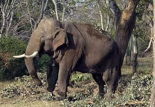 ஆற்றைக் கடந்தும் தப்பவில்லை: 14 ஆண்டுகளில் ஒரே குடும்பத்தில் 4 பேரை கொன்ற காட்டு யானை!