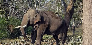 ஆற்றைக் கடந்தும் தப்பவில்லை: 14 ஆண்டுகளில் ஒரே குடும்பத்தில் 4 பேரை கொன்ற காட்டு யானை!