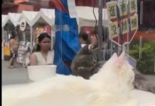கோலாலம்பூர் சந்தையில் பிளாஸ்டிக் பெட்டிகளில் அடைக்கப்பட்ட பூனைகள்: இணையத்தில் குவியும் கண்டனங்கள்!