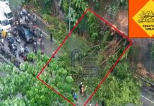 கனமழையால் சாலையில் சாய்ந்த இராட்சத மரம்: 5 கிலோமீட்டர் தூரத்திற்கு NKVE விரைவுச்சாலையில் நிலைகுத்திய போக்குவரத்து!t