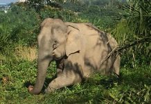 காரில் அடிபட்ட யானையின் நிலை என்ன?: பெர்ஹிலிதான் தீவிர கண்காணிப்பு!